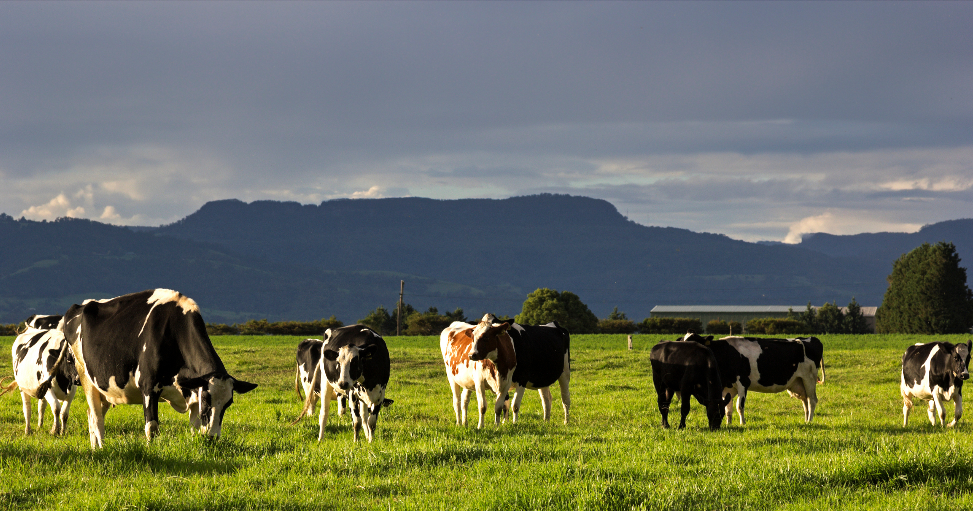 Home Global Dairy Farmers