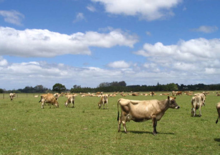 20191014 Nieuw Zeeland Melkveehouderij HOOFD 1 709X500