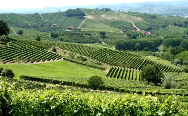 Vineyards In Piemonte, Italy