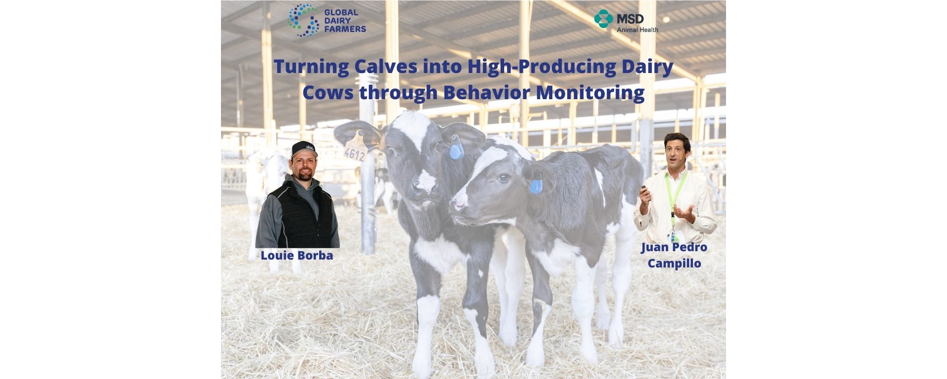 WEBINAR | Turning Calves into High-Producing Dairy Cows through Behavior Monitoring